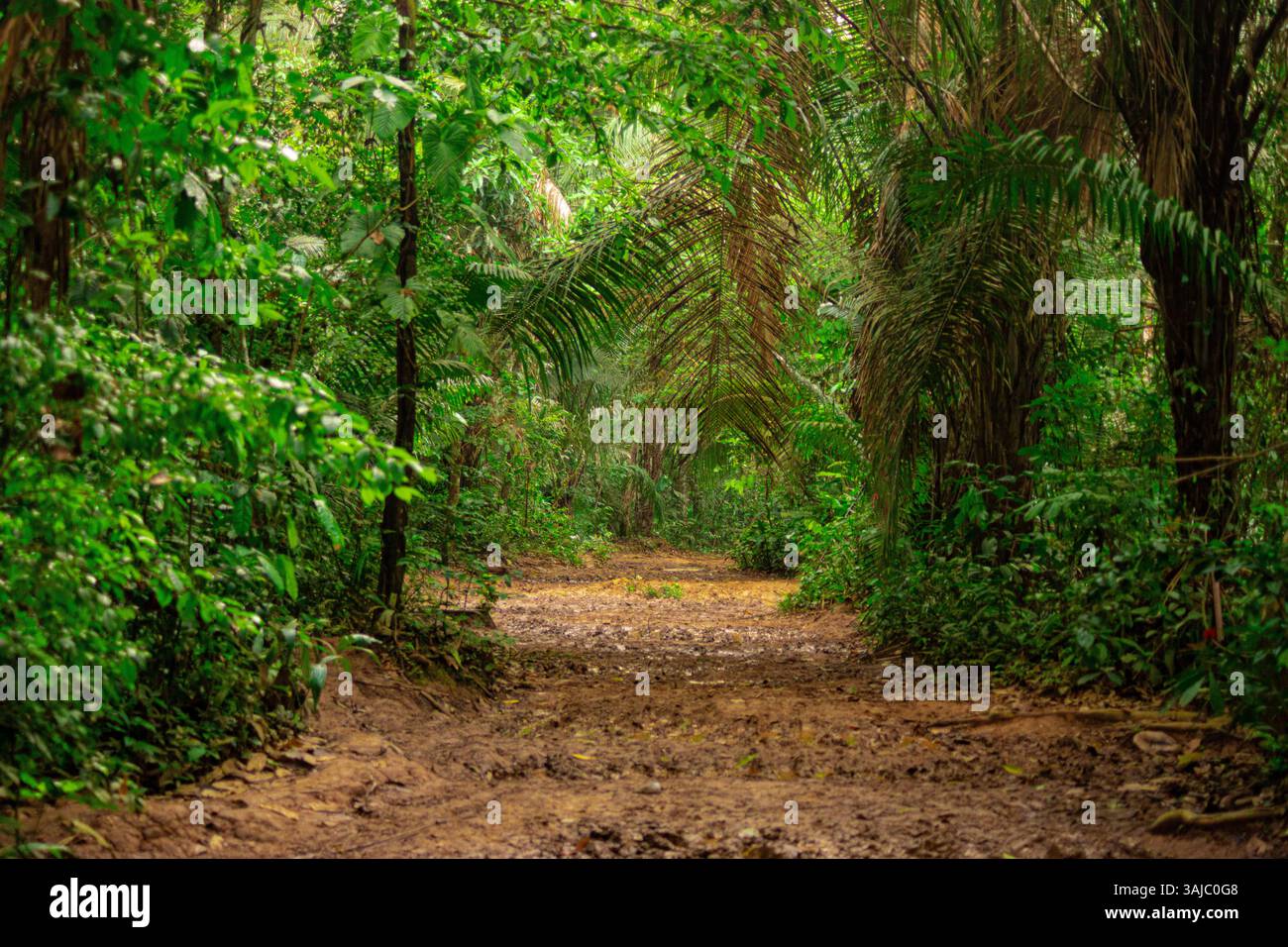 Rustikale Straße durch den Amazonas-Regenwald zum Lake Sandoval in Peru Stockfoto