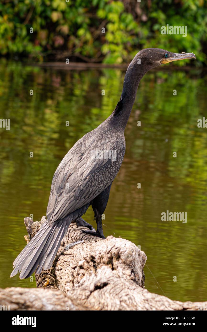 Schwarzer Kormoran steht auf einem Baumstamm im Lake Sandoval, im peruanischen Amazonaswald. Stockfoto