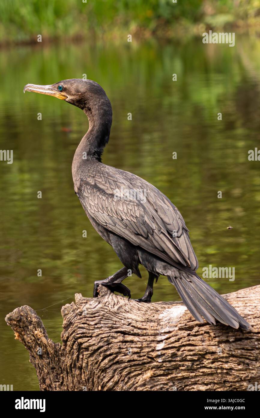Schwarzer Kormoran steht auf einem Baumstamm im Lake Sandoval, im peruanischen Amazonaswald. Stockfoto
