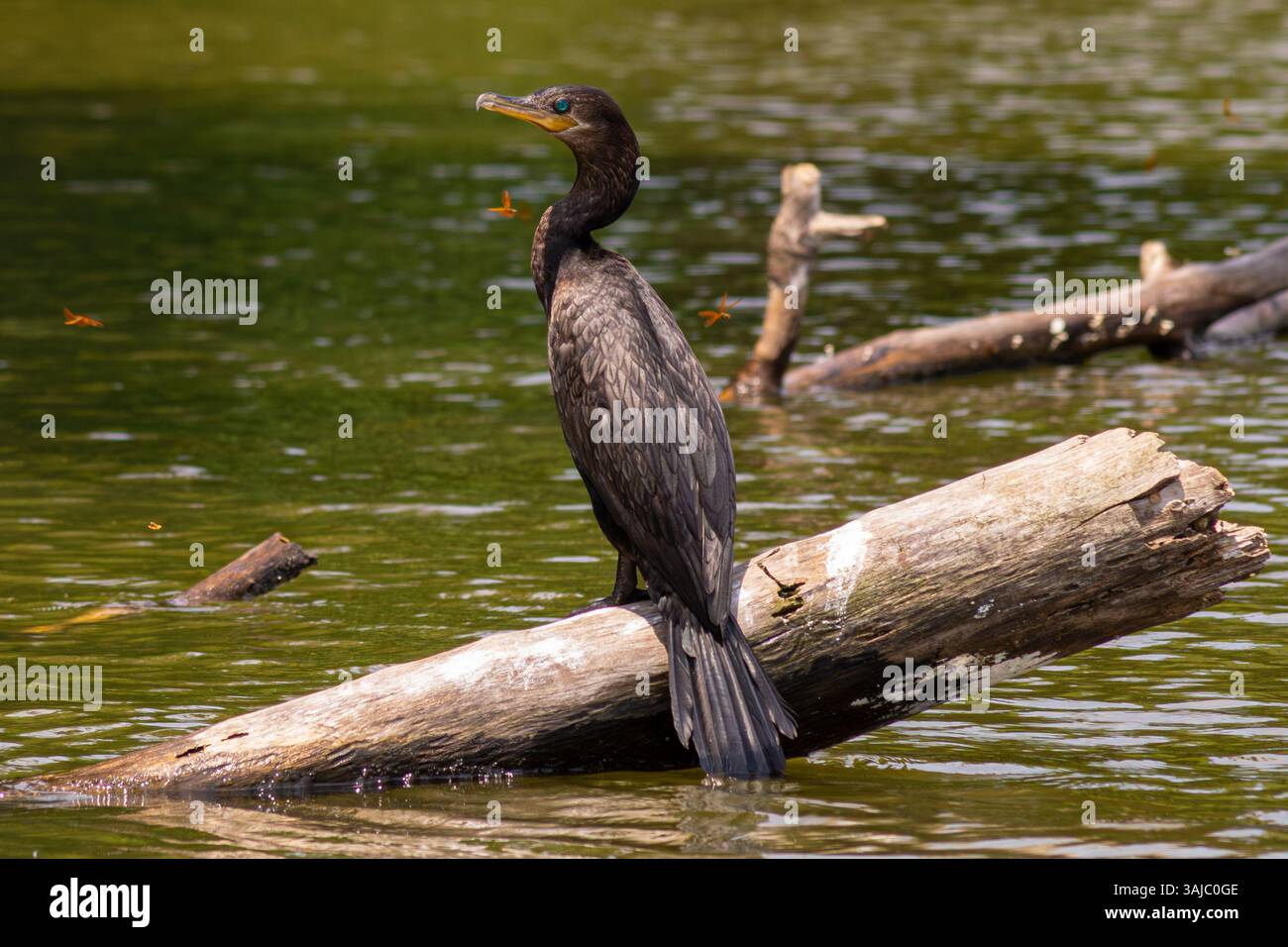 Schwarzer Kormoran steht auf einem Baumstamm im Lake Sandoval, im peruanischen Amazonaswald. Stockfoto