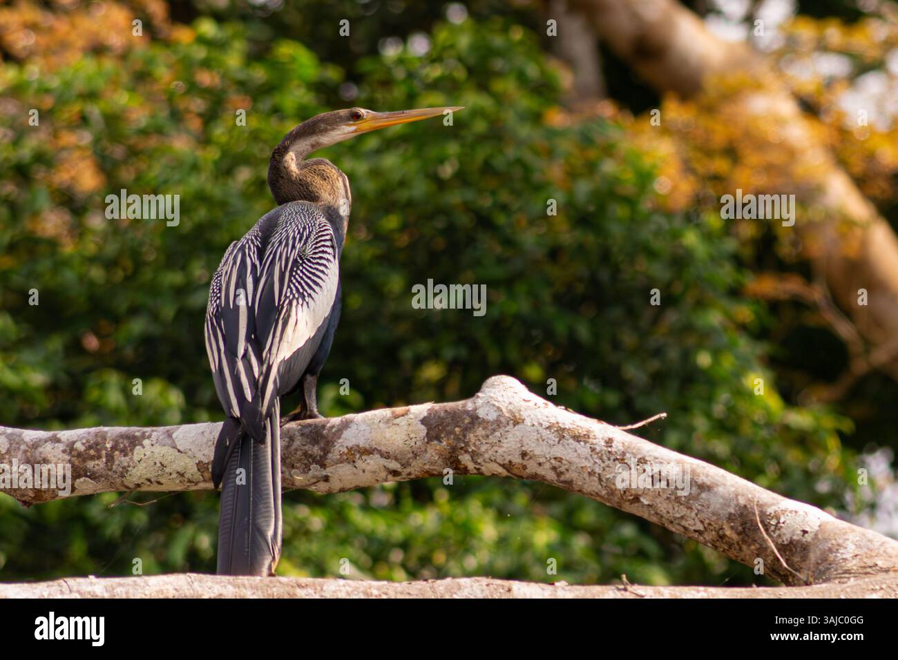 Ein Anhinga-Vogel landet auf einem Baumstamm über dem Sandovalsee im peruanischen Amazonasregenwald. Stockfoto