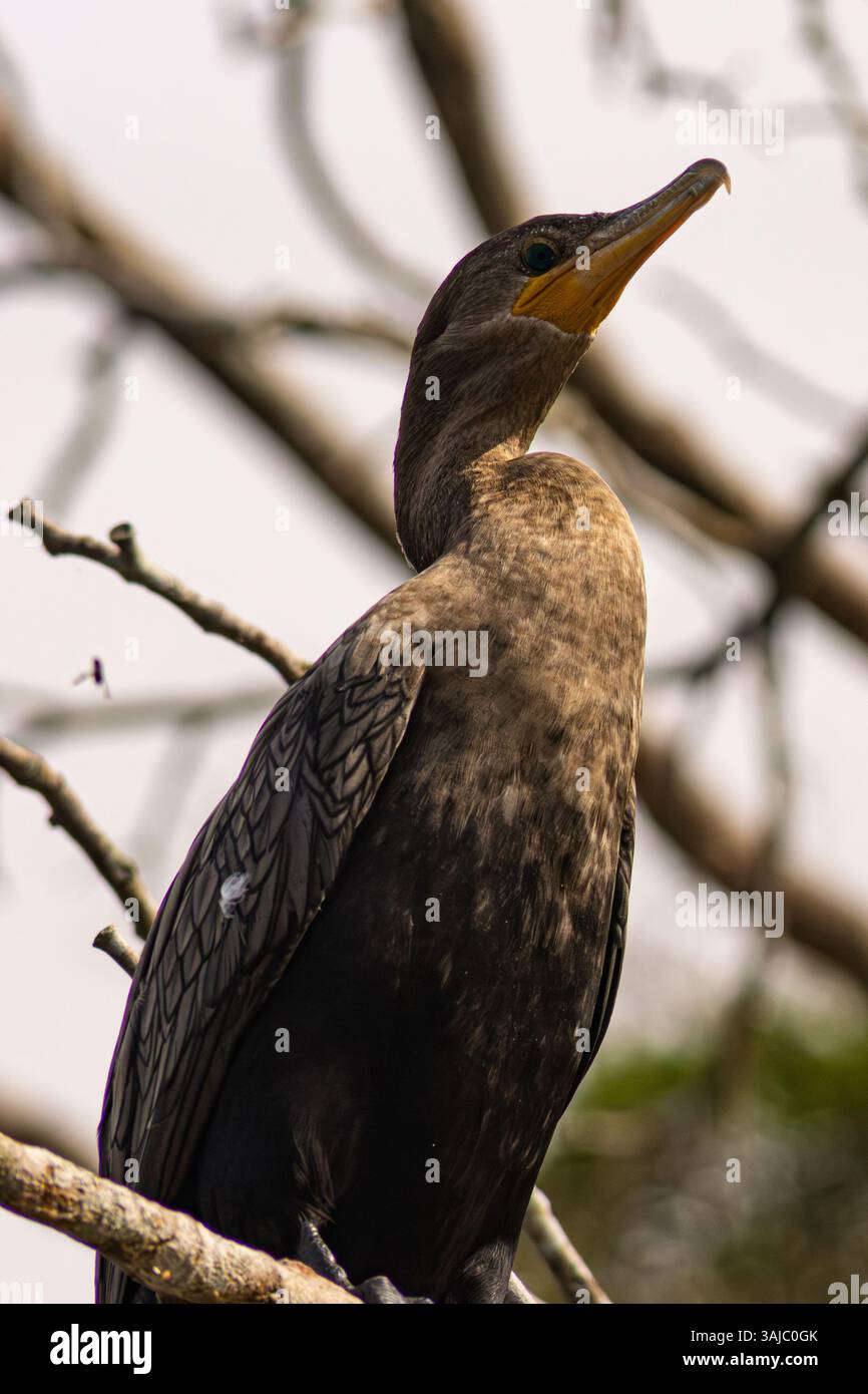 Nahaufnahme eines schwarzen Kormorans, der auf den Ästen eines toten Baumes im peruanischen Amazonasregenwald steht Stockfoto