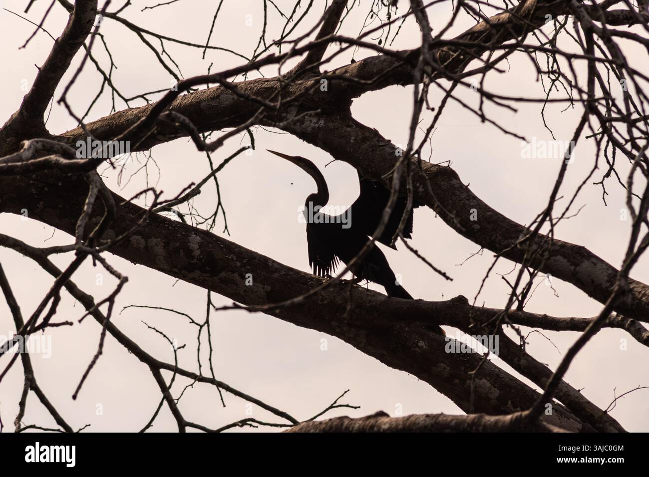 Silhouette eines Anhinga-Vogels oder einer Nadelente, der auf den Zweigen eines trockenen Baumes im peruanischen Amazonasregenwald steht. Stockfoto