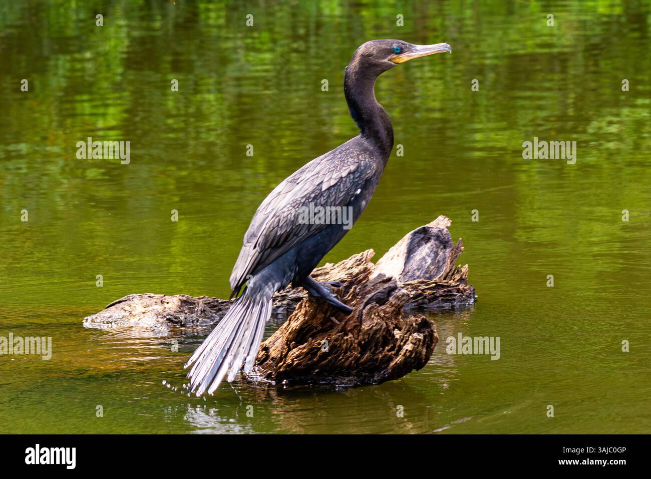Schwarzer Kormoran steht auf einem Baumstamm im Lake Sandoval, im peruanischen Amazonaswald. Stockfoto