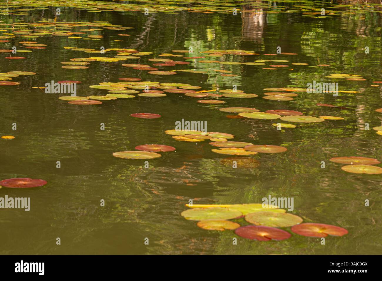 Victoria Regias wachsen im Lake Sandoval, Tambopata, peruanisches Amazonasgebiet. Stockfoto