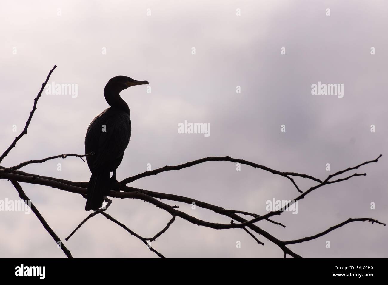Silhouette eines schwarzen Kormorans, der auf den Ästen eines trockenen Baumes im peruanischen Amazonasregenwald steht. Stockfoto