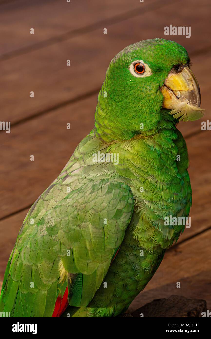 Nahaufnahme eines Papageiens mit einer Feder im Schnabel an einem friedlichen Nachmittag im peruanischen Amazonas-Regenwald. Stockfoto