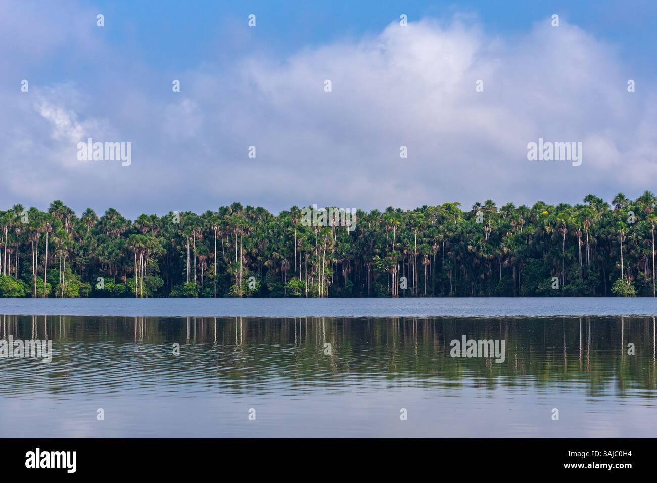 Bäume rund um den Lake Sandoval in Madre de Dios, Peru. Amazonas-Regenwald. Stockfoto
