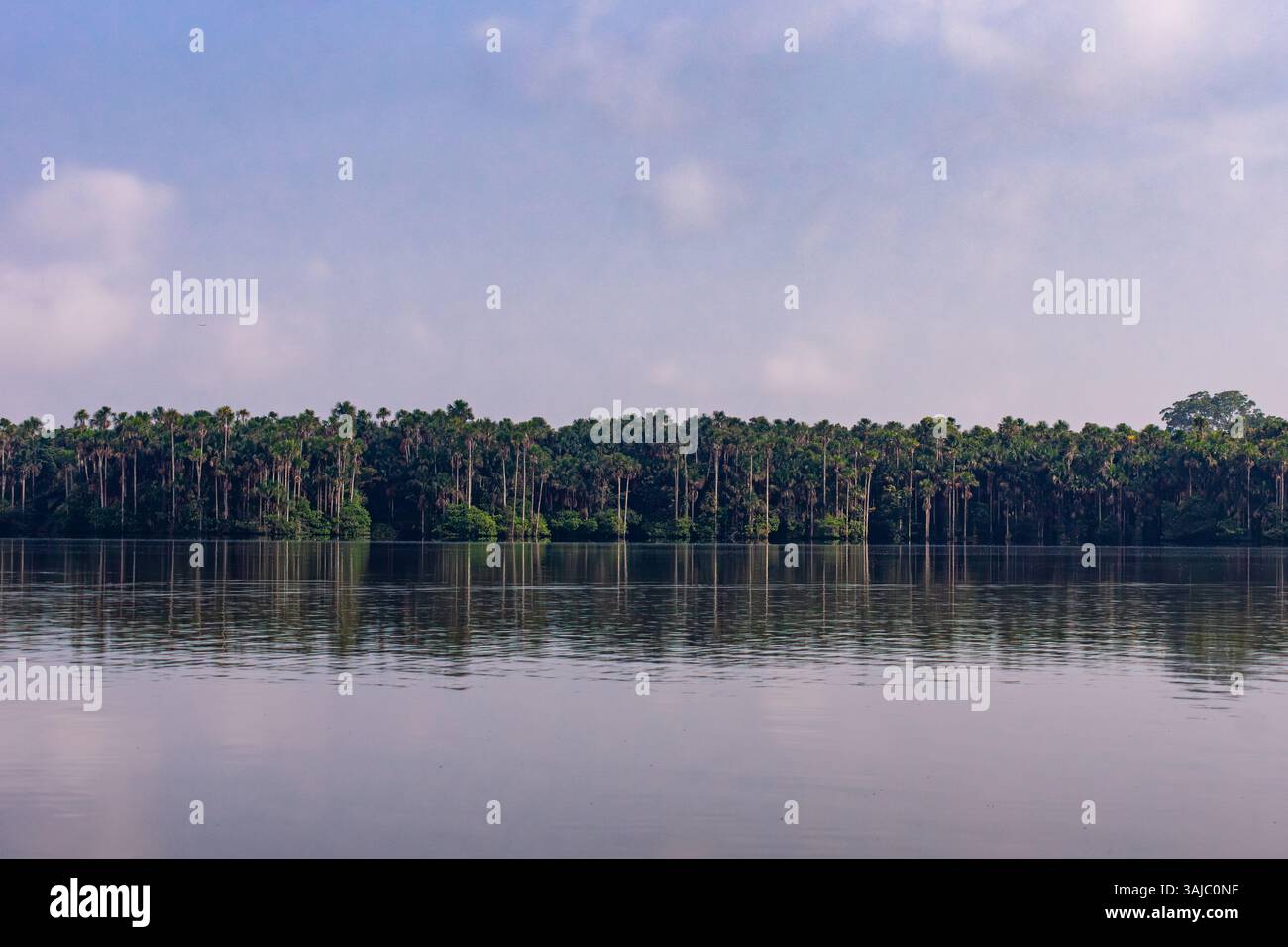 Bäume rund um den Lake Sandoval in Madre de Dios, Peru. Amazonas-Regenwald. Stockfoto