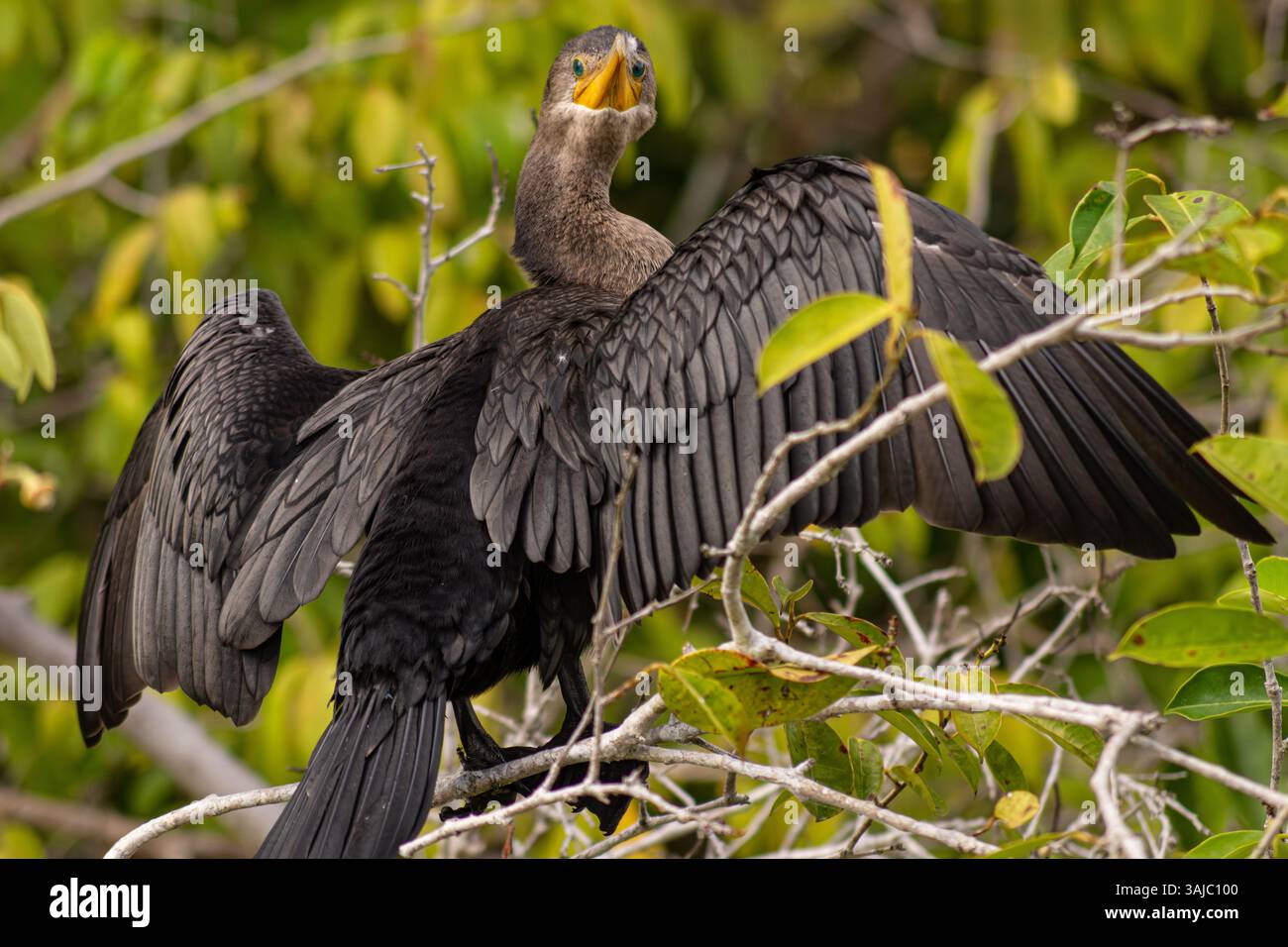 Kormoran breitet seine Flügel in der Sonne im Amazonas-Regenwald von Peru aus. Stockfoto