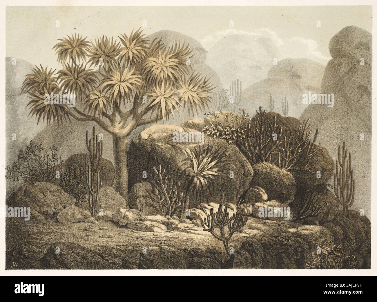 Eine botanische Beschreibung von Dracaena ombet aus dem Jahr 1867, die in „Plantae Tinneanae“, einem Werk von John A. Tinne, in dem Pflanzen aus der Region Bahr-el-Ghasal in Nordafrika dokumentiert werden. Stockfoto