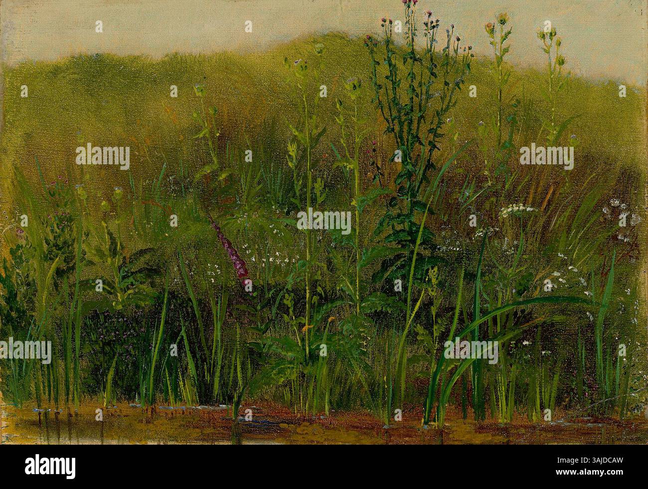 Christian Friedrich Gilles Gemälde von Pflanzen am Ufer, das die Schönheit der Natur in Öl auf Papier auf Pappe einfängt. Stockfoto