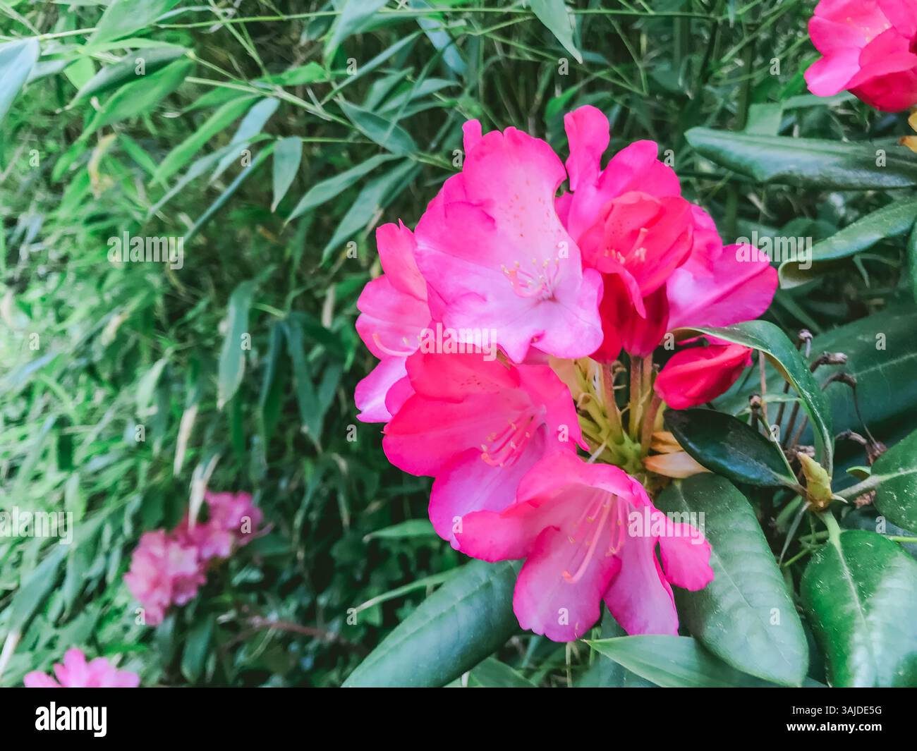 Rosa Blume mit grünem Stiel. Die Blume ist von grünen Blättern umgeben. Die Blume ist der Hauptfokus des Bildes Stockfoto