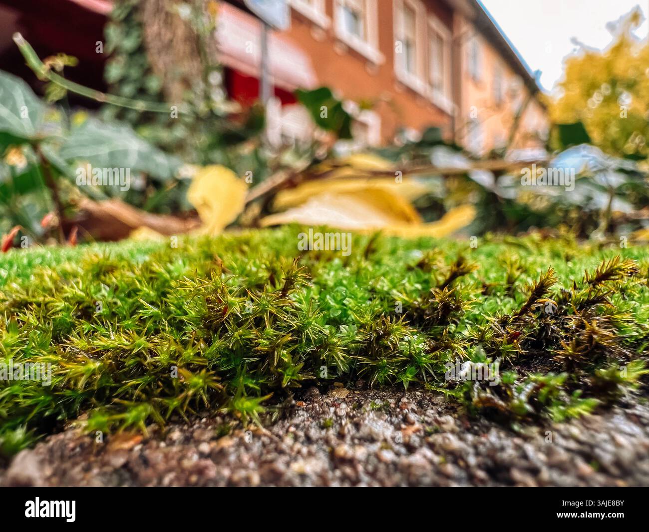 Nahaufnahme eines Moosflecks auf einem Bürgersteig. Das Moos ist grün und hat eine flauschige Textur. Das Bild hat eine ruhige und friedliche Stimmung, während das Moos wächst ich Stockfoto