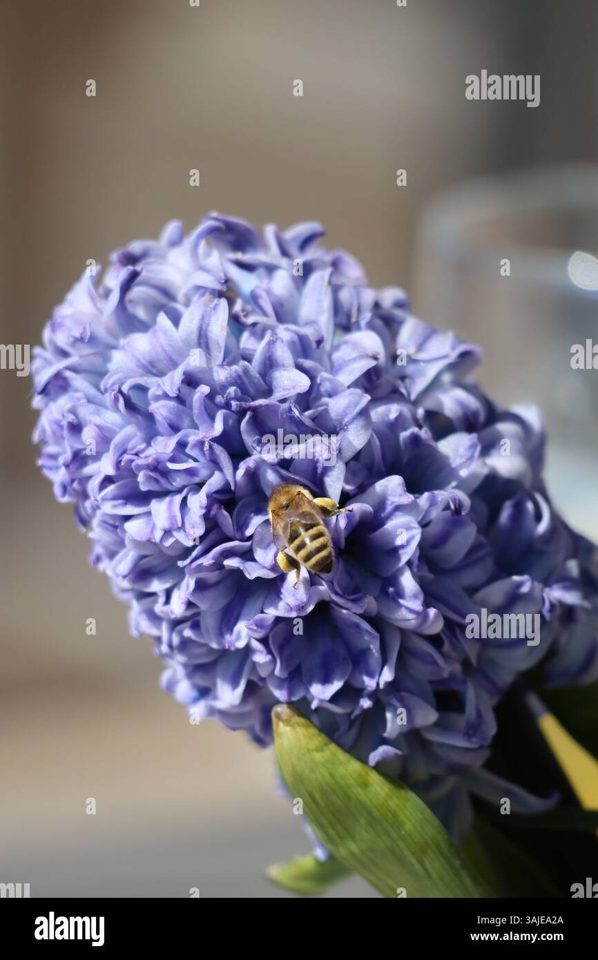 Honigbiene mit vielen Pollen auf Hyazinth Stockfoto