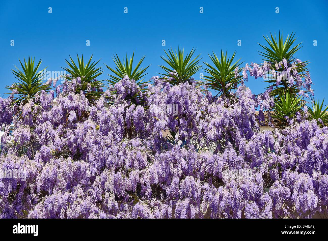 Eine üppige Palette von violetten Wisteria-Reben, die sich mit grünen Palmen gegen einen leuchtenden blauen Himmel vermischen. Stockfoto