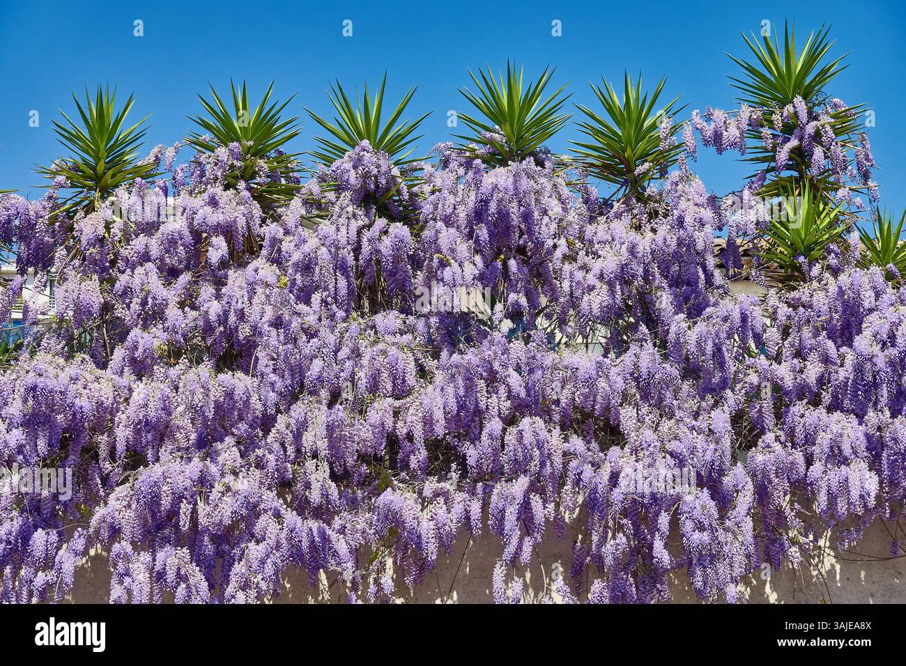 Eine üppige Palette von violetten Wisteria-Reben, die sich mit grünen Palmen gegen einen leuchtenden blauen Himmel vermischen. Stockfoto