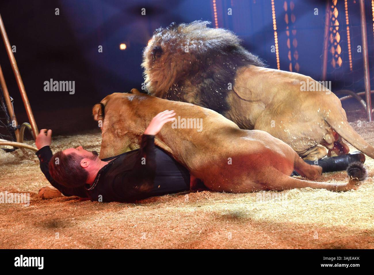 Martin Lacey Jr. mit Loewen in der Manege bei der Circus Krone „Farbenspiel - Gold Edition“ Premiere am 10.04.2025 in München Stockfoto