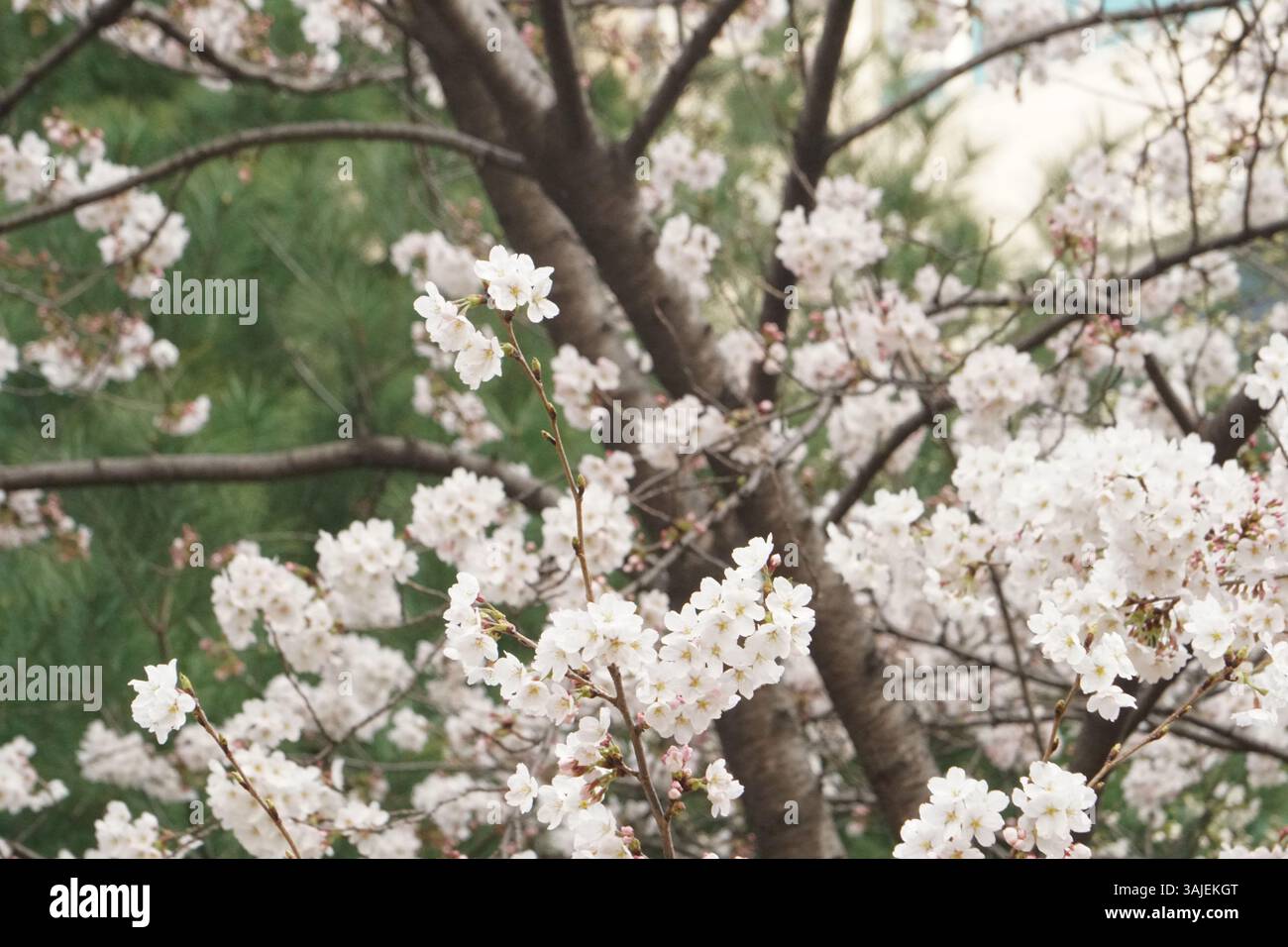 Cherry Blossoms kündigt Koreas Frühling an Stockfoto
