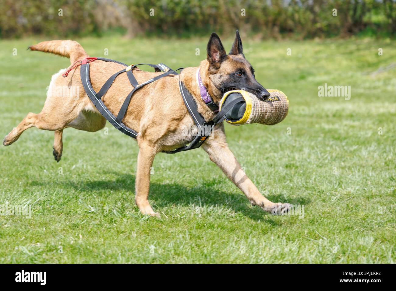Ab dem 15. April 2025 sind Beiß- und Angriffstrainings in der Schutzhundausbildung durch Privatpersonen verboten. Im Bild: Blick auf einen Hund, aufgenommen am 10. April 2025 im Rahmen einer Reportage über das Beiß- und Angriffstraining in der ÖGV Sporthundeschule in Baumgarten. // seit dem 15. April 2025 ist das Bissen- und Angriffstraining in der Ausbildung von Schutzhunden durch Privatpersonen verboten. Bild: Ein Blick auf einen Hund, aufgenommen im Rahmen eines Berichts über Bissen- und Angriffstraining am 10. April 2025 in der ÖGV-Sporthundschule Baumgarten. - 20250410 PD20525 Credit: APA-PictureDesk/Alamy Live News Stockfoto