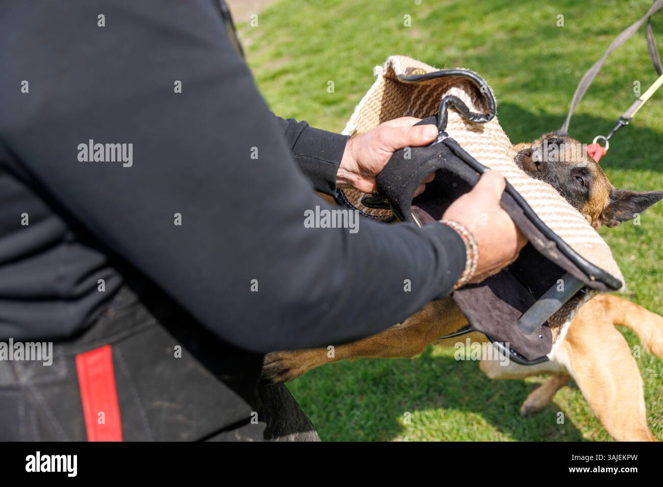 Ab dem 15. April 2025 sind Beiß- und Angriffstrainings in der Schutzhundausbildung durch Privatpersonen verboten. Im Bild: Blick auf einen Hund, aufgenommen am 10. April 2025 im Rahmen einer Reportage über das Beiß- und Angriffstraining in der ÖGV Sporthundeschule in Baumgarten. // seit dem 15. April 2025 ist das Bissen- und Angriffstraining in der Ausbildung von Schutzhunden durch Privatpersonen verboten. Bild: Ein Blick auf einen Hund, aufgenommen im Rahmen eines Berichts über Bissen- und Angriffstraining am 10. April 2025 in der ÖGV-Sporthundschule Baumgarten. - 20250410 PD20527 Credit: APA-PictureDesk/Alamy Live News Stockfoto