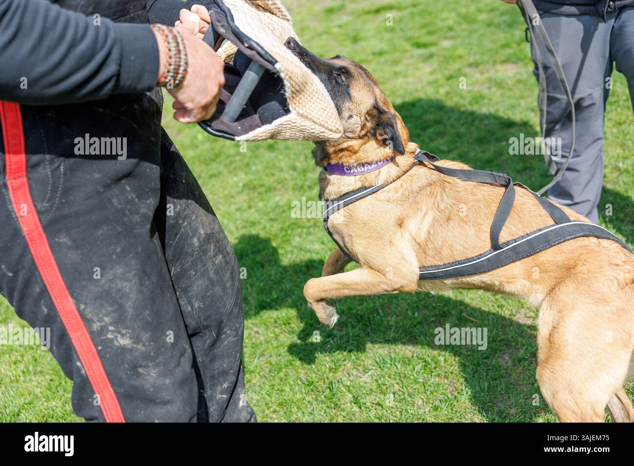 Ab dem 15. April 2025 sind Beiß- und Angriffstrainings in der Schutzhundausbildung durch Privatpersonen verboten. Im Bild: Blick auf einen Hund, aufgenommen am 10. April 2025 im Rahmen einer Reportage über das Beiß- und Angriffstraining in der ÖGV Sporthundeschule in Baumgarten. // seit dem 15. April 2025 ist das Bissen- und Angriffstraining in der Ausbildung von Schutzhunden durch Privatpersonen verboten. Bild: Ein Blick auf einen Hund, aufgenommen im Rahmen eines Berichts über Bissen- und Angriffstraining am 10. April 2025 in der ÖGV-Sporthundschule Baumgarten. - 20250410 PD20535 Credit: APA-PictureDesk/Alamy Live News Stockfoto