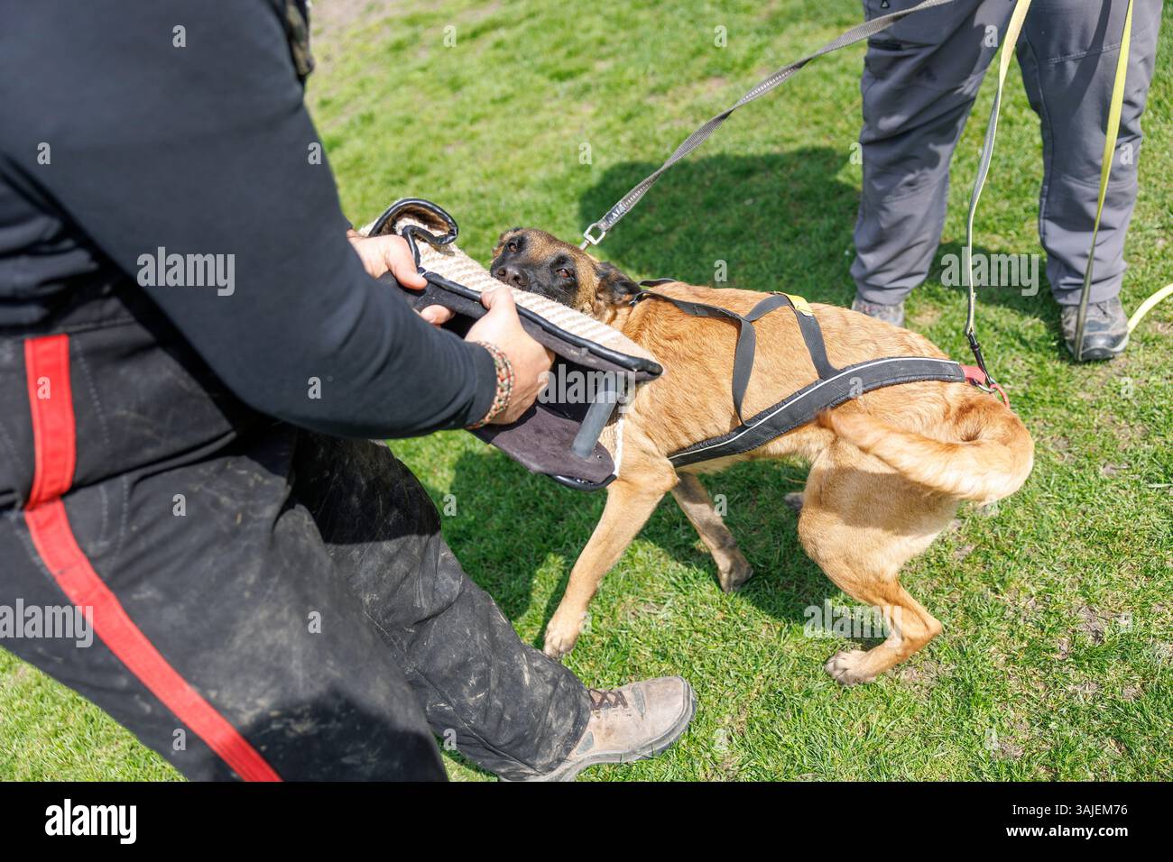 Ab dem 15. April 2025 sind Beiß- und Angriffstrainings in der Schutzhundausbildung durch Privatpersonen verboten. Im Bild: Blick auf einen Hund, aufgenommen am 10. April 2025 im Rahmen einer Reportage über das Beiß- und Angriffstraining in der ÖGV Sporthundeschule in Baumgarten. // seit dem 15. April 2025 ist das Bissen- und Angriffstraining in der Ausbildung von Schutzhunden durch Privatpersonen verboten. Bild: Ein Blick auf einen Hund, aufgenommen im Rahmen eines Berichts über Bissen- und Angriffstraining am 10. April 2025 in der ÖGV-Sporthundschule Baumgarten. - 20250410 PD20536 Credit: APA-PictureDesk/Alamy Live News Stockfoto
