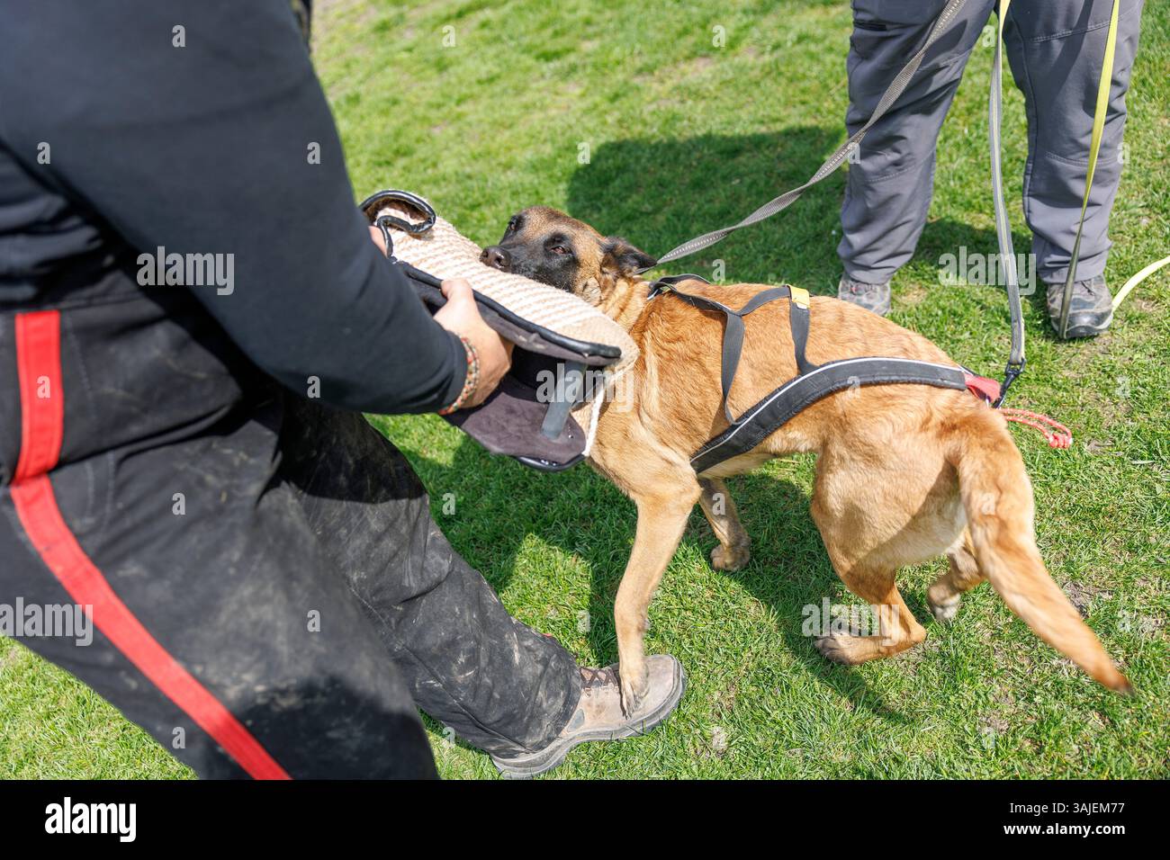 Ab dem 15. April 2025 sind Beiß- und Angriffstrainings in der Schutzhundausbildung durch Privatpersonen verboten. Im Bild: Blick auf einen Hund, aufgenommen am 10. April 2025 im Rahmen einer Reportage über das Beiß- und Angriffstraining in der ÖGV Sporthundeschule in Baumgarten. // seit dem 15. April 2025 ist das Bissen- und Angriffstraining in der Ausbildung von Schutzhunden durch Privatpersonen verboten. Bild: Ein Blick auf einen Hund, aufgenommen im Rahmen eines Berichts über Bissen- und Angriffstraining am 10. April 2025 in der ÖGV-Sporthundschule Baumgarten. - 20250410 PD20537 Credit: APA-PictureDesk/Alamy Live News Stockfoto