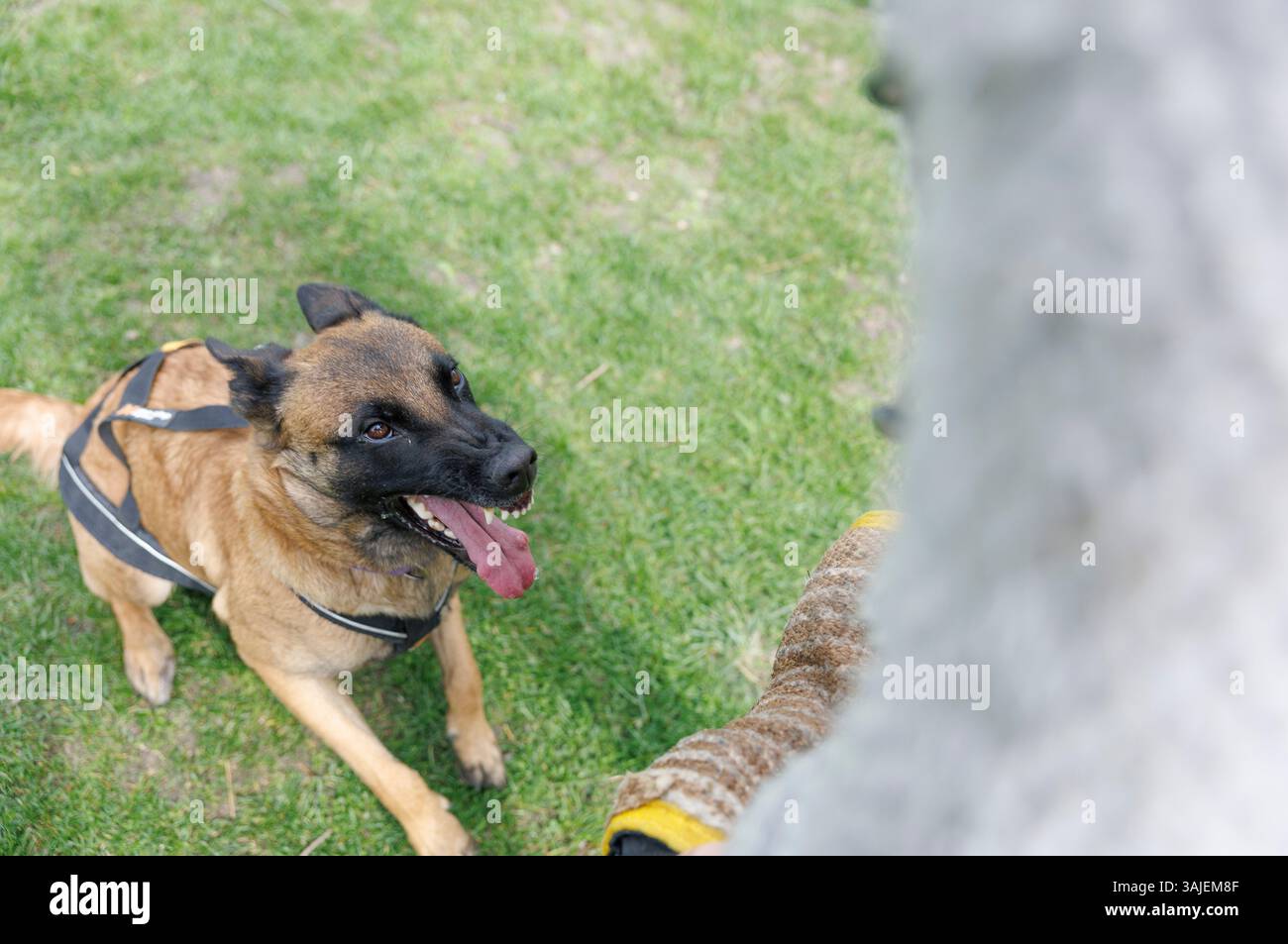 Ab dem 15. April 2025 sind Beiß- und Angriffstrainings in der Schutzhundausbildung durch Privatpersonen verboten. Im Bild: Blick auf einen Hund, aufgenommen am 10. April 2025 im Rahmen einer Reportage über das Beiß- und Angriffstraining in der ÖGV Sporthundeschule in Baumgarten. // seit dem 15. April 2025 ist das Bissen- und Angriffstraining in der Ausbildung von Schutzhunden durch Privatpersonen verboten. Bild: Ein Blick auf einen Hund, aufgenommen im Rahmen eines Berichts über Bissen- und Angriffstraining am 10. April 2025 in der ÖGV-Sporthundschule Baumgarten. - 20250410 PD20532 Credit: APA-PictureDesk/Alamy Live News Stockfoto