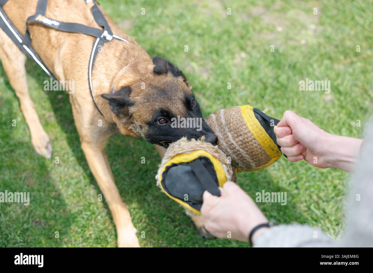 Ab dem 15. April 2025 sind Beiß- und Angriffstrainings in der Schutzhundausbildung durch Privatpersonen verboten. Im Bild: Blick auf einen Hund, aufgenommen am 10. April 2025 im Rahmen einer Reportage über das Beiß- und Angriffstraining in der ÖGV Sporthundeschule in Baumgarten. // seit dem 15. April 2025 ist das Bissen- und Angriffstraining in der Ausbildung von Schutzhunden durch Privatpersonen verboten. Bild: Ein Blick auf einen Hund, aufgenommen im Rahmen eines Berichts über Bissen- und Angriffstraining am 10. April 2025 in der ÖGV-Sporthundschule Baumgarten. - 20250410 PD20530 Credit: APA-PictureDesk/Alamy Live News Stockfoto