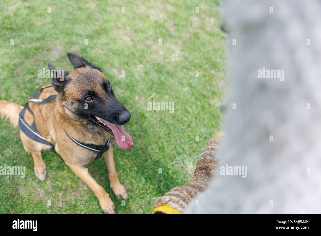Ab dem 15. April 2025 sind Beiß- und Angriffstrainings in der Schutzhundausbildung durch Privatpersonen verboten. Im Bild: Blick auf einen Hund, aufgenommen am 10. April 2025 im Rahmen einer Reportage über das Beiß- und Angriffstraining in der ÖGV Sporthundeschule in Baumgarten. // seit dem 15. April 2025 ist das Bissen- und Angriffstraining in der Ausbildung von Schutzhunden durch Privatpersonen verboten. Bild: Ein Blick auf einen Hund, aufgenommen im Rahmen eines Berichts über Bissen- und Angriffstraining am 10. April 2025 in der ÖGV-Sporthundschule Baumgarten. - 20250410 PD20534 Credit: APA-PictureDesk/Alamy Live News Stockfoto
