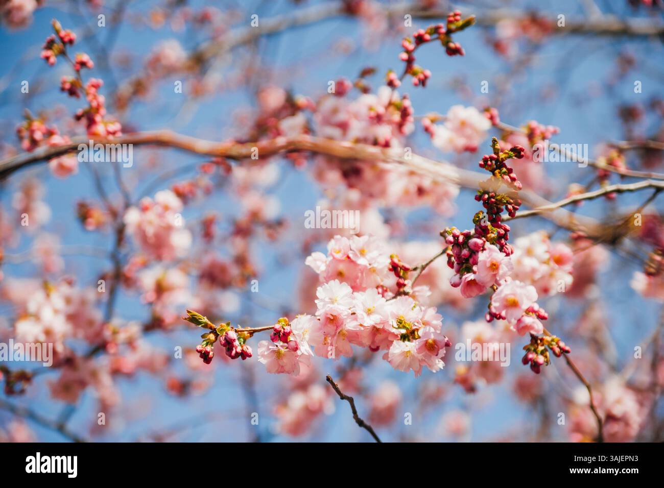 Kirschblüten gegen den blauen Himmel Stockfoto