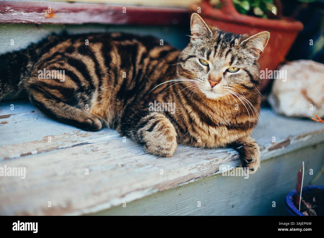 Entspannter Tabby Cat auf abgenutzten Stufen Stockfoto