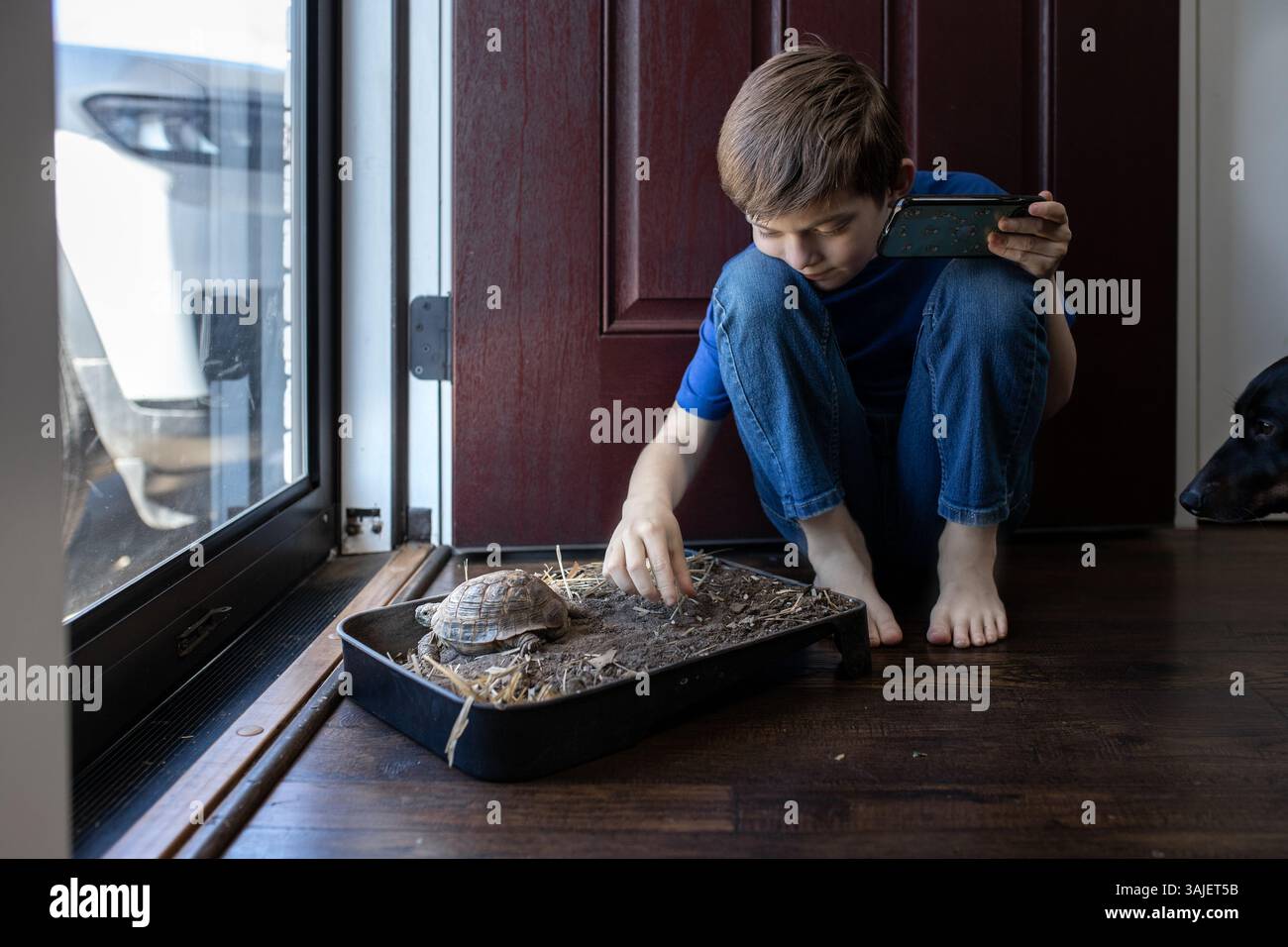 Junge, der Hausschildkröte beobachtet, die in einem Tablett in der Nähe einer Haustür sonnt Stockfoto