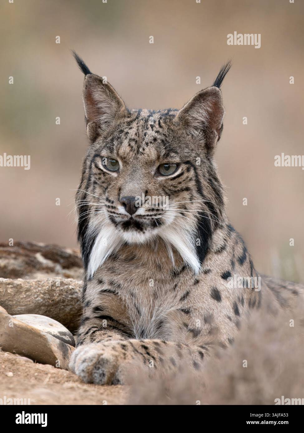 Iberischer Luchs (Lynx pardinus), Calera bei Talavera de la Reina, Spanien Stockfoto