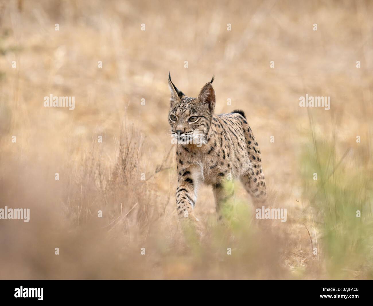 Iberischer Luchs (Lynx pardinus) Calera bei Talavera de la Reina, Spanien Stockfoto