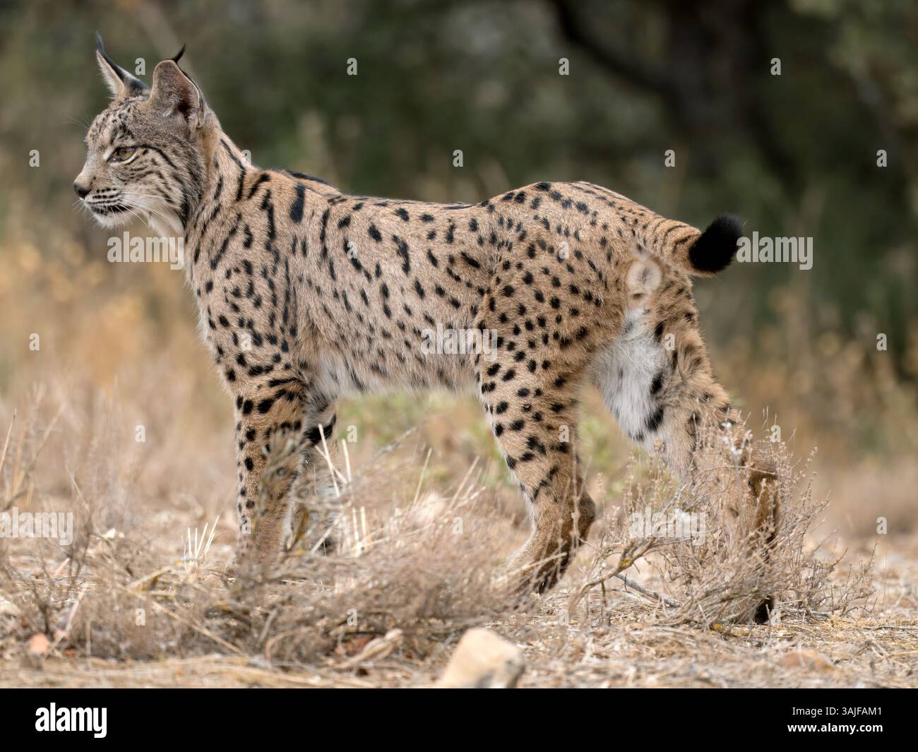 Iberischer Luchs (Lynx pardinus) stehend, Calera bei Talavera de la Reina, Spanien Stockfoto