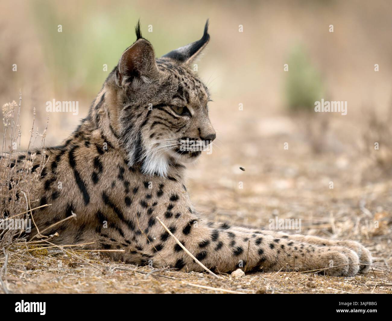 Iberischer Luchs (Lynx pardinus) Calera bei Talavera de la Reina, Spanien Stockfoto