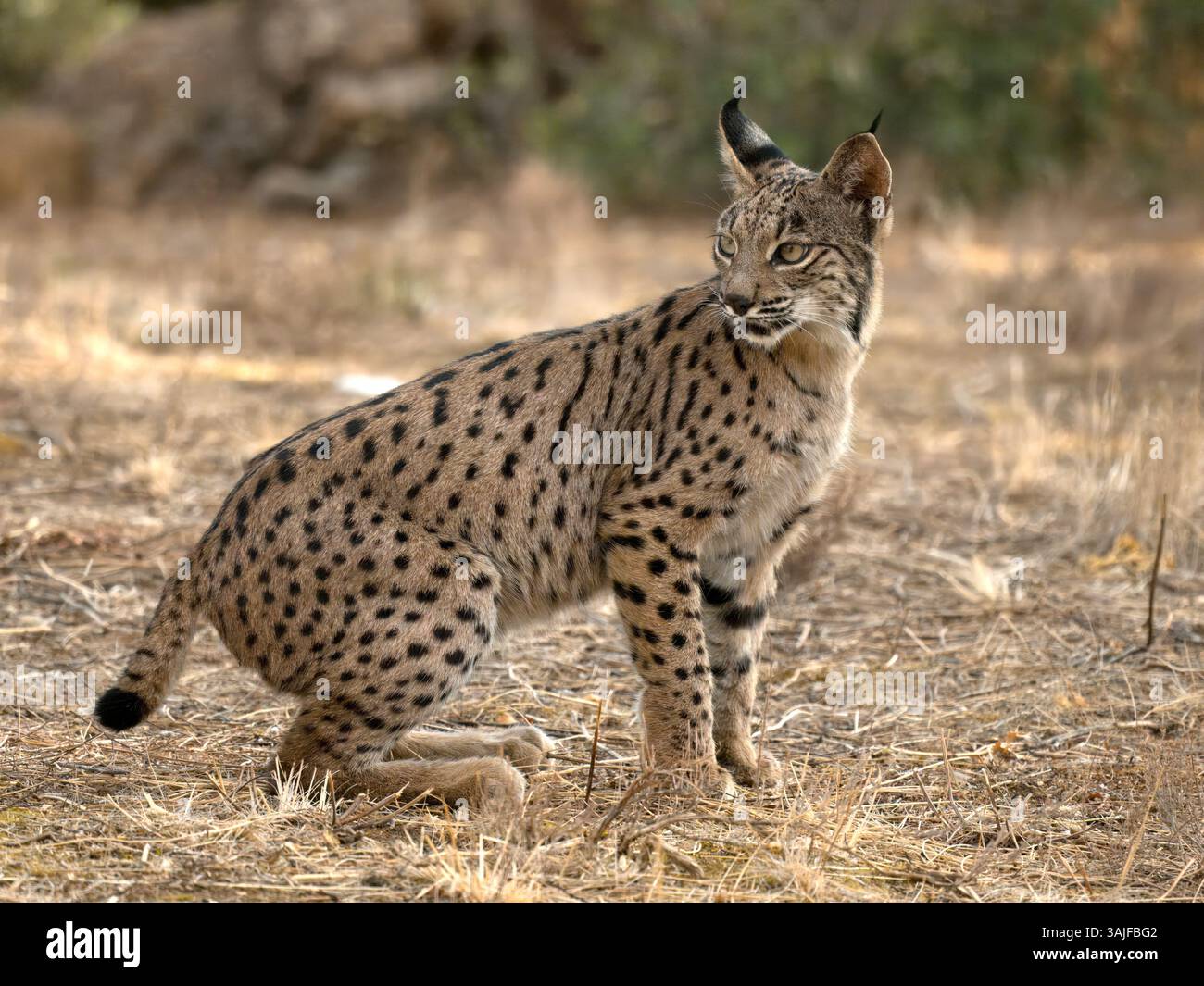Iberischer Luchs (Lynx pardinus) sitzend, Calera bei Talavera de la Reina, Spanien Stockfoto