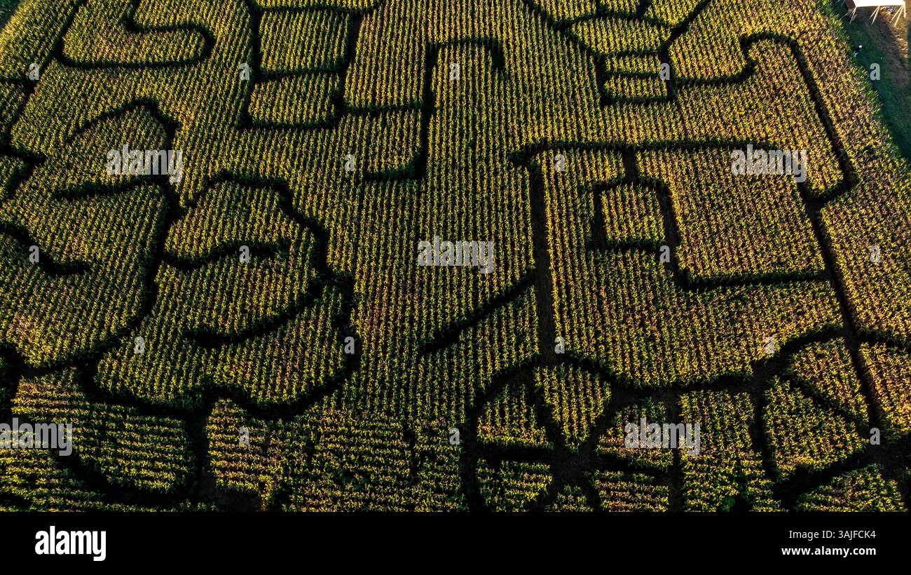 Luftaufnahme eines riesigen Maisfeldes mit einem sorgfältig entworfenen Labyrinth. Das Layout umfasst verschiedene Formen und Figuren, die bei warmem Licht am späten Nachmittag sichtbar sind. Stockfoto