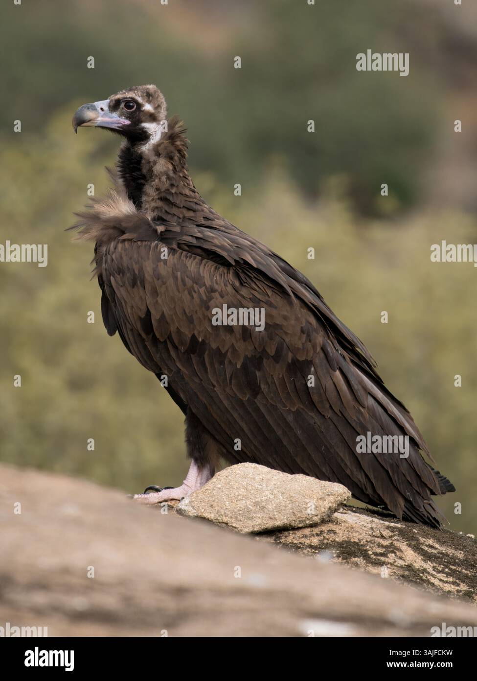 Schwarzgeier (Aegypius monachus) auf Felsvorsprüngen in den Berglandschaften in Calera bei Talavera de la Reina, Spanien Stockfoto