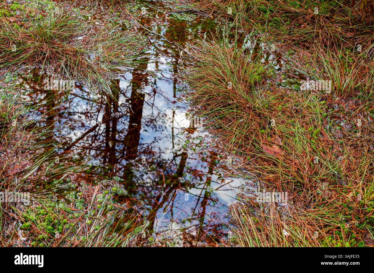Die Reflexion von Bäumen in einer Waldpfütze. Ruhige Reflexion, introspektive Stimmung, Blick von oben nach unten, lebendiger Waldboden, Naturlandschaft, abstraktes Konzept Stockfoto