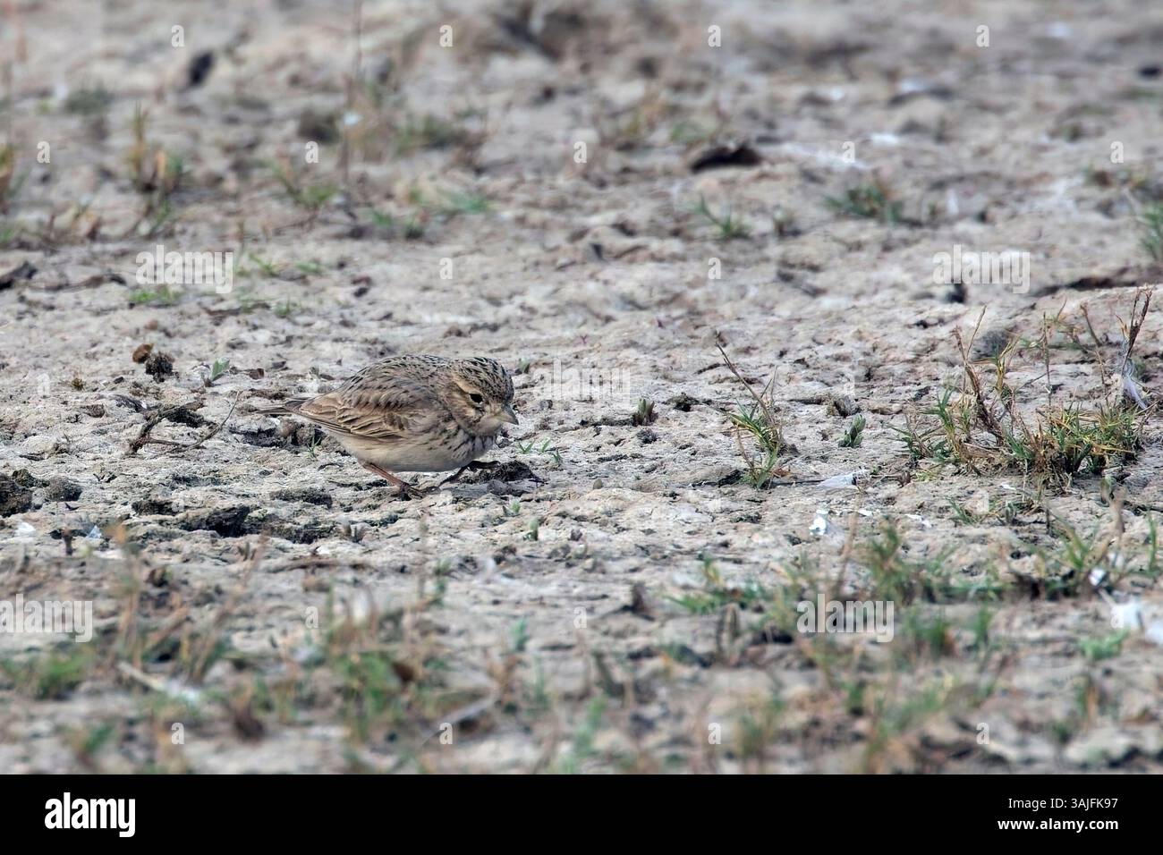 Großer Kurzzehenlark (Calandrella brachydactyla), auf dem Boden, kleiner Rann von Kutch, Gujarat, Indien. Stockfoto