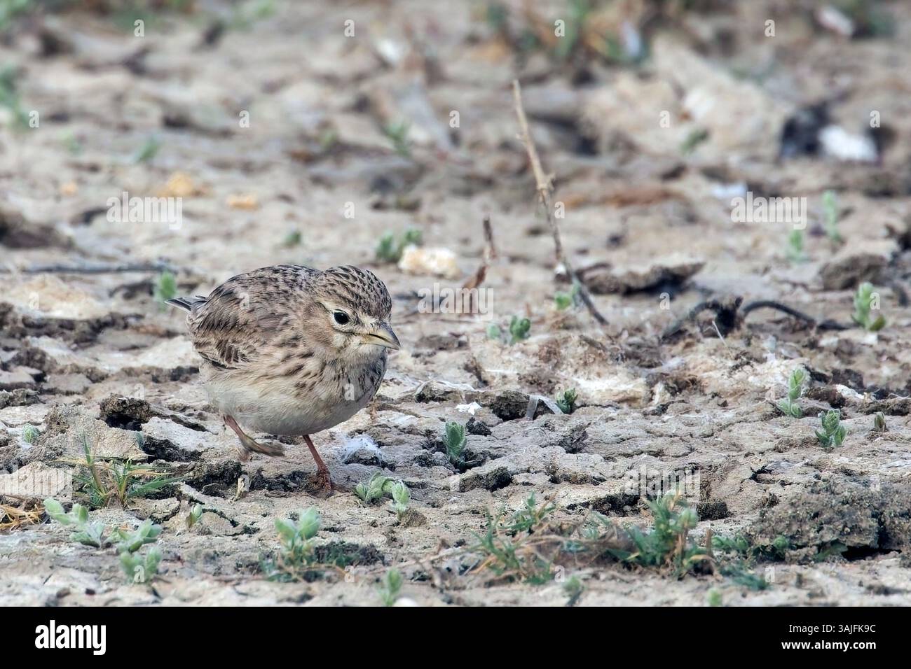 Großer Kurzzehenlark (Calandrella brachydactyla), auf dem Boden, kleiner Rann von Kutch, Gujarat, Indien. Stockfoto