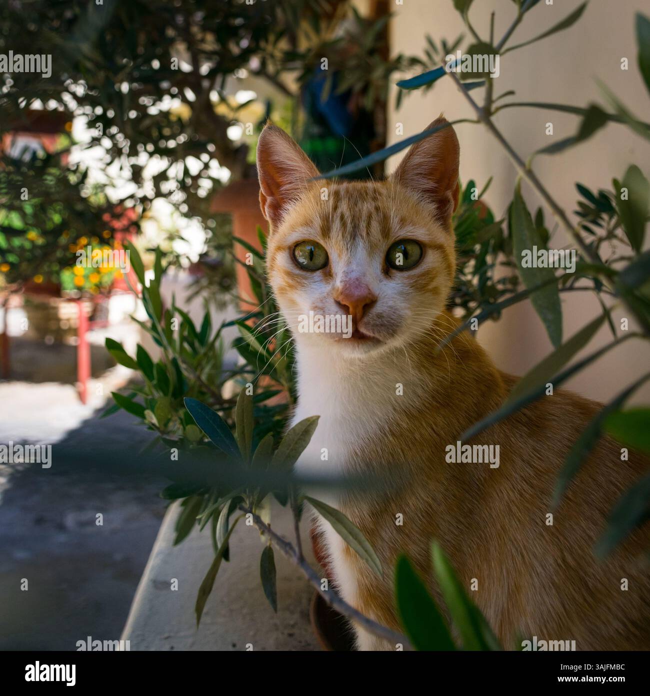 Olive die katze -Fotos und -Bildmaterial in hoher Auflsung  Alamy