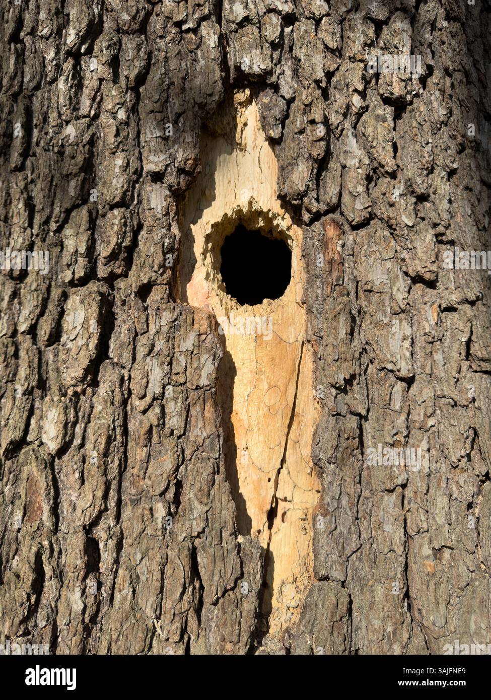 Nahaufnahme einer Baumhöhle. Nest eines kleinen Vogels, Spechte - Smartphone-aufgenommenes Stockfoto