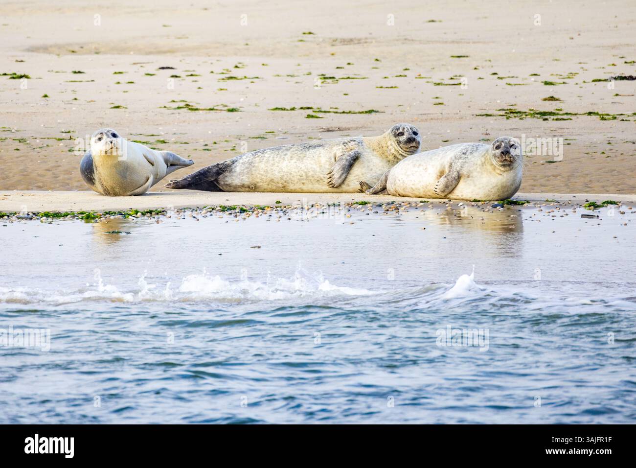 Eine Gruppe von Robben loungt am Sandstrand, sonnt sich im Sonnenlicht und genießt die Ruhe an der Küste Stockfoto