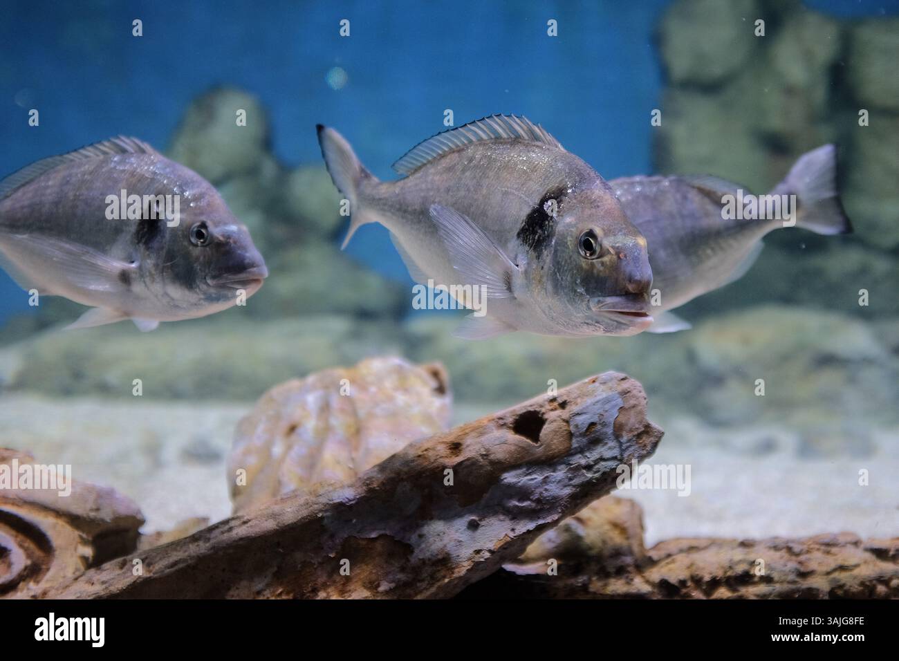 5. Juli 2017 - Jerusalem, Israel - die Vorbereitungen für die öffentliche Eröffnung des Gottesman Family Israel Aquarium Jerusalem sind in Vorbereitung. Das 100.000.000 ILS, 6.500 Quadratmeter große Aquarium, das erste seiner Art im Nahen Osten, mit mehr als 30 Tanks unterschiedlicher Größe, zeigt die vielfältige Meeresumgebung von Israelâ und wird voraussichtlich zu einer wichtigen Touristenattraktion in Jerusalem werden. (Bild: © Nir Alon via ZUMA Wire) Stockfoto