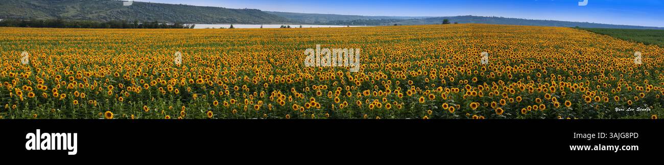 Ein Sonnenblumenfeld dominiert die Szene am Stadtrand von Odessa, Ukraine Stockfoto