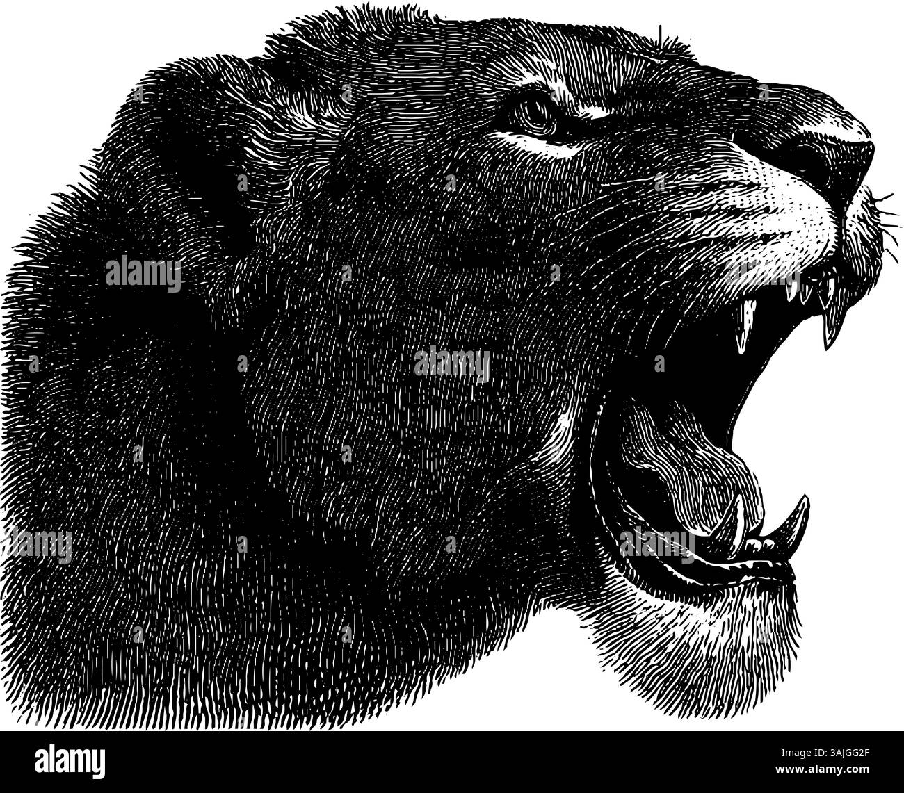 Rollender Löwe Gravur detaillierte Schwarzweiß-Kunst. Stock Vektor